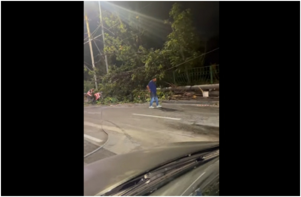 Քամուց տապալված հերթական ծառը (տեսանյութ)